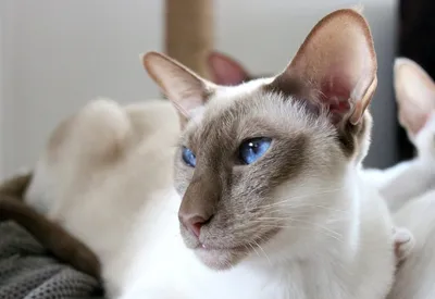 Сиамская кошка (порода кошек) - фото, описание породы, характер, цена,  отзывы