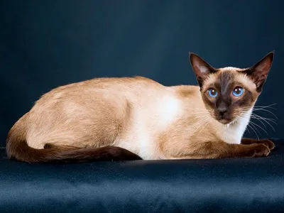 Сиамские кошки - описание породы, характер, здоровье сиамцев
