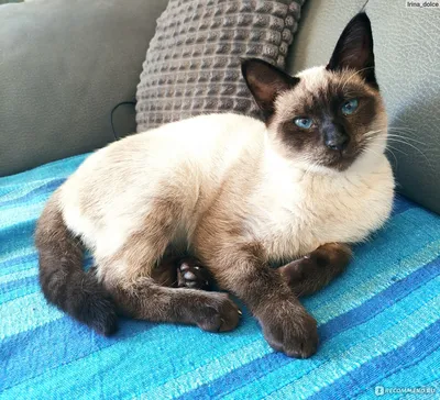 Тайская кошка — Википедия