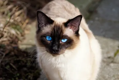 Сиамская кошка - «А следующая кошка у меня тоже будет сиамской! Однако при  выборе этой породы надо учитывать ее особенности.» | отзывы