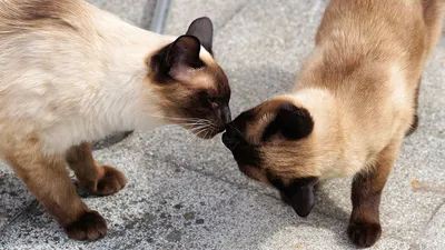 10 пород кошек, похожих на сиамскую породу | Кругозор Питомцев | Дзен
