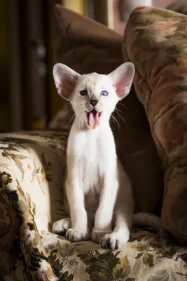 Сиамская кошка: скрытые и явные недостатки породы