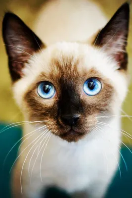 Сиамские кошки - фото и подробное описание особенностей породы
