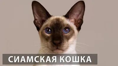 Осторожно, зверь! Семь самых опасных пород домашних кошек - 02.09.2023,  Sputnik Азербайджан