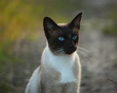 Сиамская кошка: описание породы с фото и особенности ухода - Mimer.ru