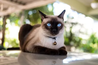 Сиамская кошка: королевская порода для любителей необычных животных» —  создано в Шедевруме