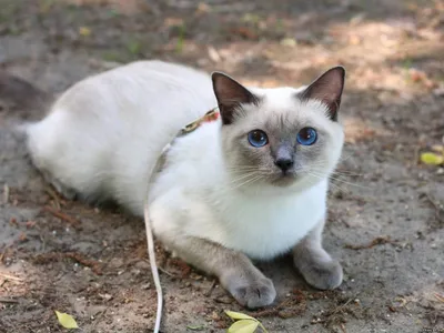 Сиамская - описание породы кошек: характер, особенности поведения, размер,  отзывы и фото - Питомцы Mail.ru