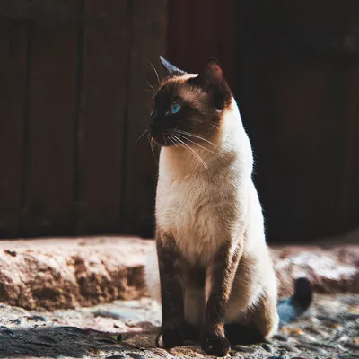 7 пород кошек с «сиамским» окрасом | ZOO CHANNEL | Дзен
