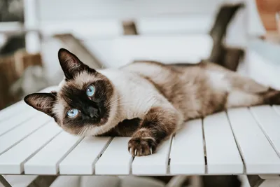 Сиамская порода кошка, блестки, …» — создано в Шедевруме