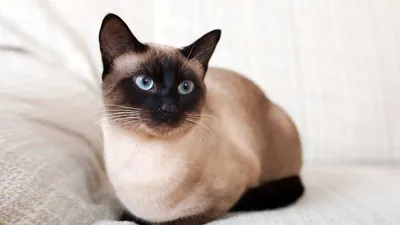 🐱Ориентальная и сиамская породы кошек: сходство и различие | Нос, хвост,  лапы | Дзен