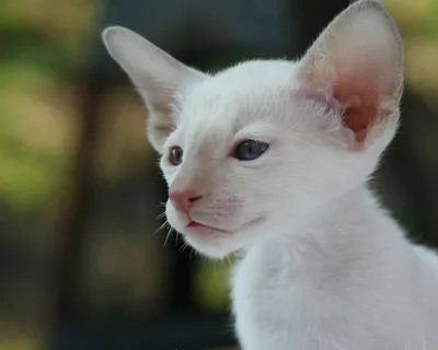 Сиамская кошка: описание породы, характер, уход — Purina.ru