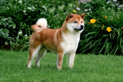 Описание породы сиба ину. Уход за сиба ину. Какой характер у породы сиба ину?  Японские собаки сиба.