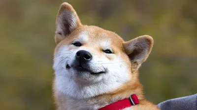 Сиба-ину (шиба-ину) - «🐕 Собака-улыбака. Какая же она на самом деле? Плюсы  и минусы породы» | отзывы