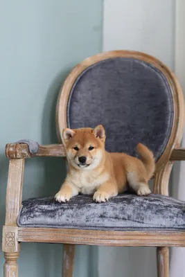 Shiba Inu Dog Breed: Temperament and Care