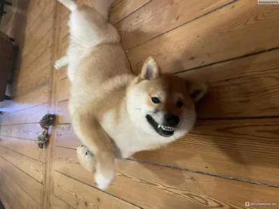 The Shiba Inu dog behind the doge meme turns 16 - CNET