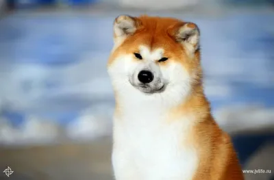 Сиба ину (Shiba Inu) - это активная, умная и веселая порода собак. Описание  породы, цены, отзывы владельцев.