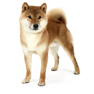 Shiba Inu - Wikipedia