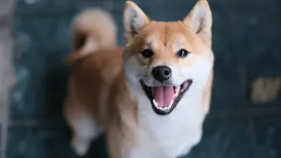 Japanese Shiba Inu Dog Breed Information | Purina