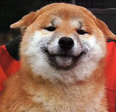 Up 10,000%, Is This Meme Coin the Next Shiba Inu? | The Motley Fool