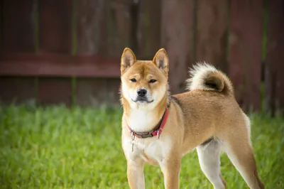 Shiba Inu Dev says SHIB Not Created as 'Money Maker' - Rather Focused on  Building | CCN.com