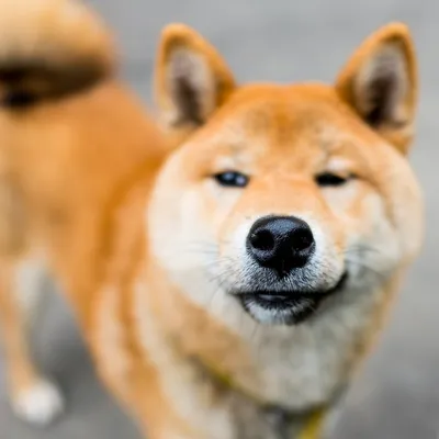 Фонд помощи Сиба Ину 🐕 (@shiba_inu_help) • Instagram photos and videos