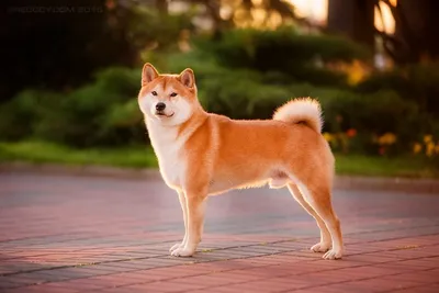 скачать бесплатно изображения Shiba Mutt, милый шиба ину на свежем зеленом  фоне, Hd фотография фото фон картинки и Фото для бесплатной загрузки