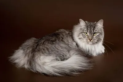 Сибирская кошка - описание породы, внешний вид и характер, содержание и  уход - Mimer.ru
