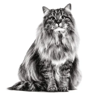 Сибирская кошка: гордая, смелая, ловкая и дружелюбная / Оффтопик / iXBT Live