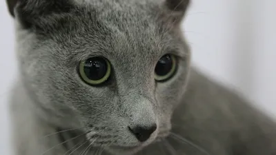 Сибирская кошка – Это Сибирь!