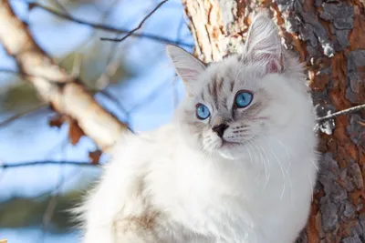Сибирские кошки - фото и описание (характер, уход и кормление)