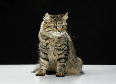 О породе - Сибирские кошки. Питомник Ангара