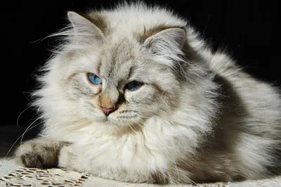 портрет сибирской кошки на сером фоне Стоковое Изображение - изображение  насчитывающей серо, отечественно: 214010713