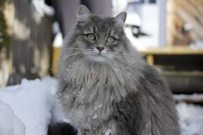 котята сибирской кошки | Дизель Кот