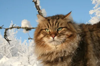 Сибирская кошка | Все о породе Мейн Кун