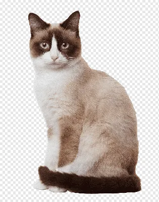 котильный кот, сидящий на белом фоне. синяя кошка изолируется на белом фоне  Стоковое Изображение - изображение насчитывающей волосы, смотреть: 265801417