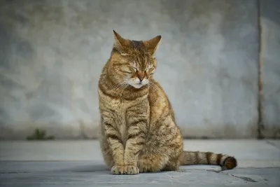 Сидящего кота - картинки и фото koshka.top