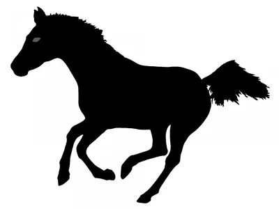 Силуэт лошади на белой предпосылке Иллюстрация штока - иллюстрации  насчитывающей головка, уши: 34240745