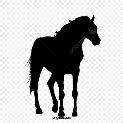 Силуэт Лошади Животных — стоковая векторная графика и другие изображения на  тему Лошадь - Лошадь, Силуэт, Становиться на дыбы - iStock