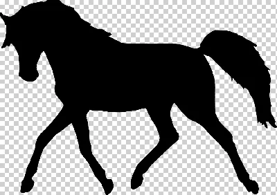 Лошадь Бегущая Силуэт - Бесплатное изображение на Pixabay - Pixabay