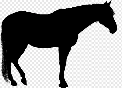 Силуэт лошади иллюстрация вектора. иллюстрации насчитывающей красивейшее -  123299018