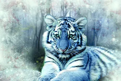 Голубой водяной тигр - символ 2022 года: что важно знать