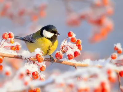 Картинки bird, зима, деревья, Снег, синица,синичка,ветка,ель - обои  1366x768, картинка №61456