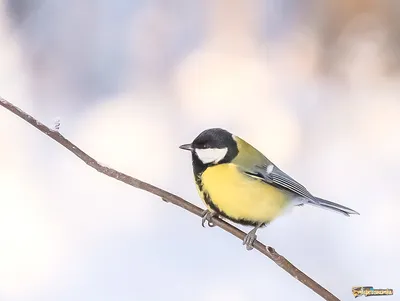 Наблюдения за птицами зимой. Синицы