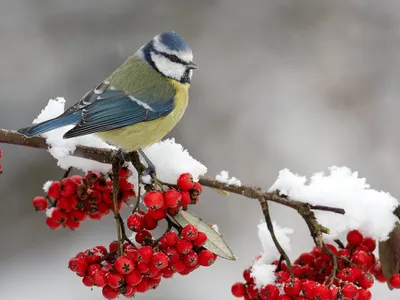 Синичка зимой. | Фотосайт СуперСнимки.Ру