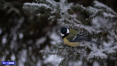 Синицы зимой (44 лучших фото)