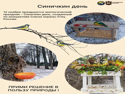 Экологическая акция «Синичкин день» | Портал образования Сладковского  муниципального района