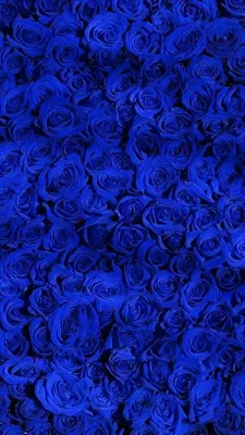 Pin by Людмила ♥ on Blue | Royal blue wallpaper, Blue roses wallpaper, Blue  flower wallpaper