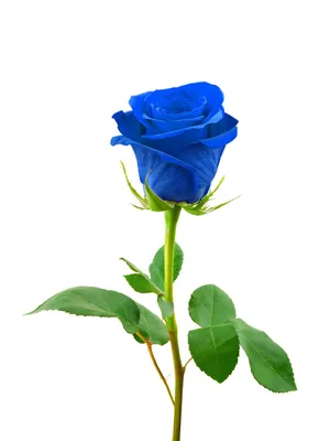 Обои на рабочий стол Синие розы, обои для рабочего стола, скачать обои, обои  бесплатно