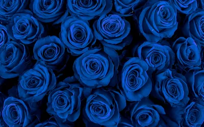 Букет из синих роз (101 шт) купить с доставкой в интернет-магазине за  56638р. Позиция № 109