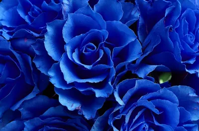 Обои на рабочий стол Синие розы крупным планом, by Alexas_Fotos, обои для  рабочего стола, скачать обои, обои бесплатно